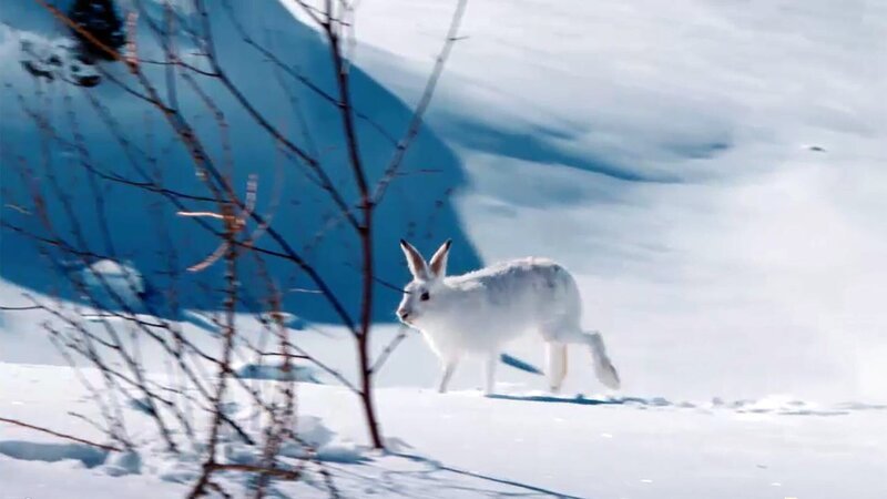 Schneehase. – Bild: Honorarfrei – nur für diese Sendung bei Nennung ZDF und ORF.