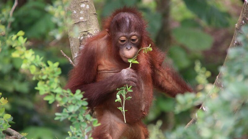 Orang-Utan-Babys lernen über Jahre, wie man im Dschungel überlebt. Sie müssen unter anderem über 100 Futterpflanzen genau kennen. – Bild: ZDF und SWR/​Matthias Reinschmidt/​DOCMA TV