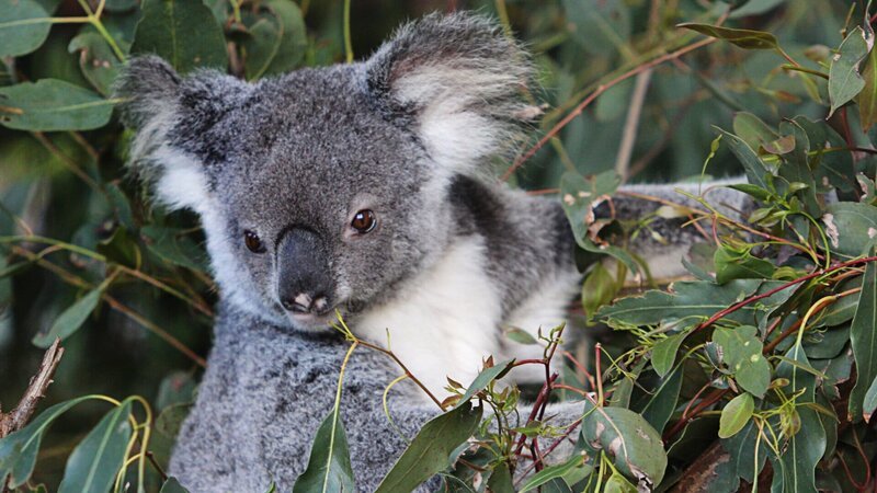Queensland-Koalas sind stark bedroht. – Bild: SWR/​Christian Ehrlich