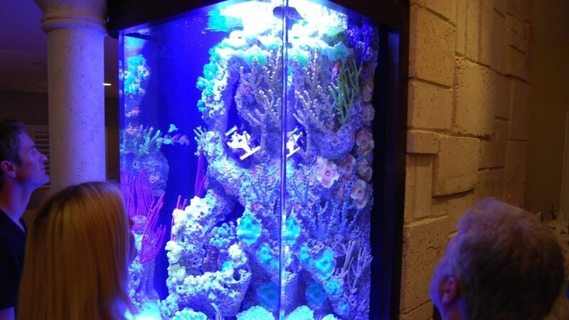 Fish Tank. – Bild: NGC Europe Limited