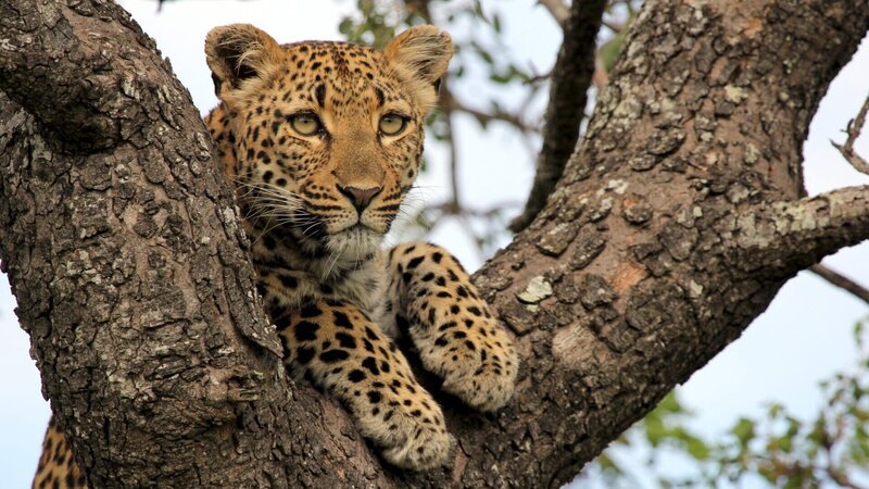 Leopard. – Bild: 3sat Leopard. – Bild: 3sat