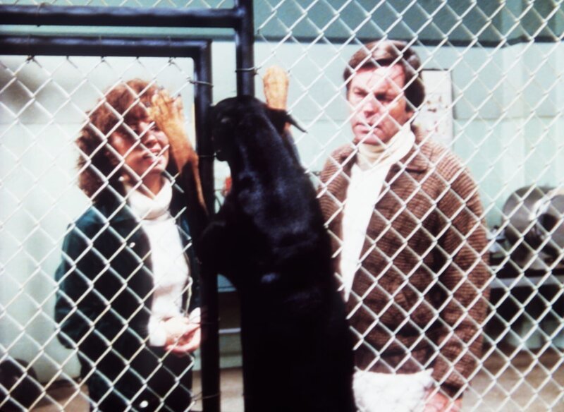 Jennifer (Stefanie Powers, l.) und Jonathan (Robert Wagner, r.) ahnen bei den Versuchshunden des Wissenschaftlers Cobb nicht, dass dieser ein Hundefutter entwickelt hat, das Hunde süchtig macht … – Bild: Columbia Pictures