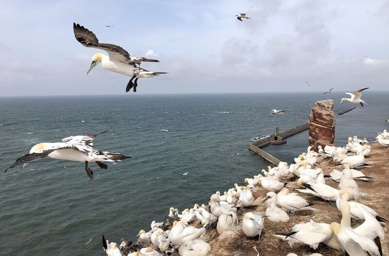 Die Basstölpel sind erst seit 1991 auf Helgoland heimisch. 30 Jahre später zählen Wissenschaftler mehr als 1.400 Brutpaare auf Helgoland. – Bild: Torsten Mehltretter Die Basstölpel sind erst seit 1991 auf Helgoland heimisch. 30 Jahre später zählen Wissenschaftler mehr als 1.400 Brutpaare auf Helgoland. – Bild: Torsten Mehltretter