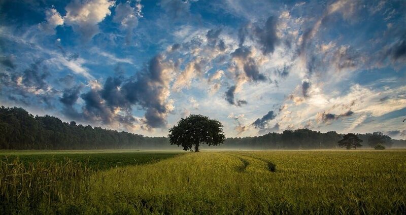Tree – Bild: CC0 Public Domain
