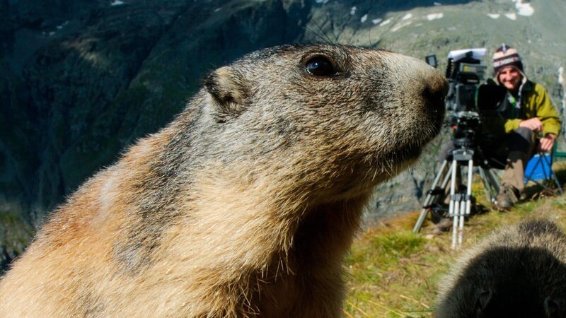 Zwei Murmeltiere. – Bild: ZDF und BR/​nautilusfilm