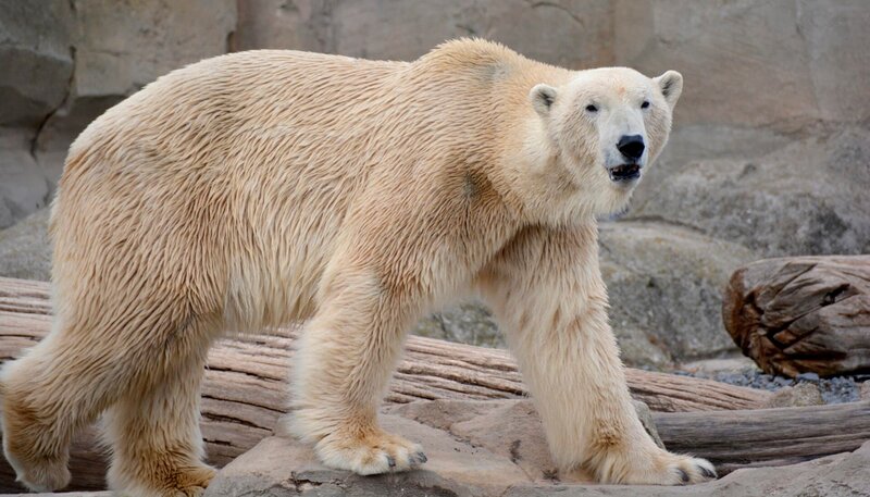Eisbär Lloyd. – Bild: Radio Bremen/​Volkmar Struessmann