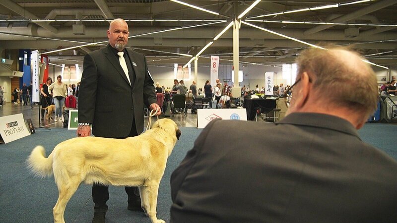 Die Kangalrüden Werner und Günther bei Familie Tellegen-Wilken. – Bild: RTL