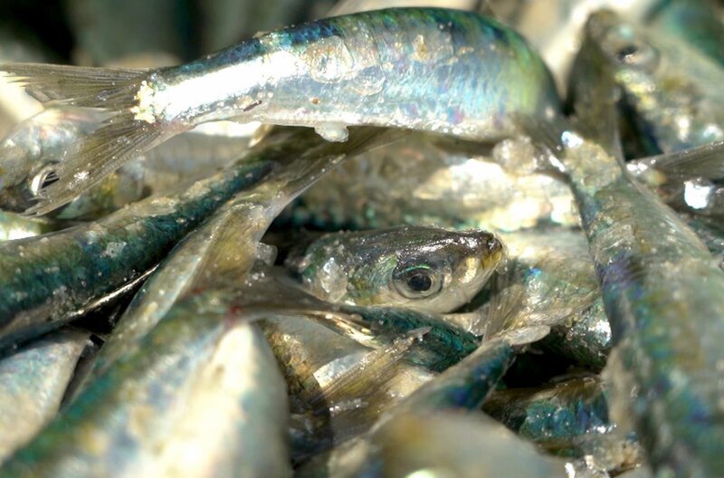 Die Sardine: Das blausilbern schimmernde Fischlein ist längst zu einem Symbol Portugals geworden. – Bild: Elephant Doc