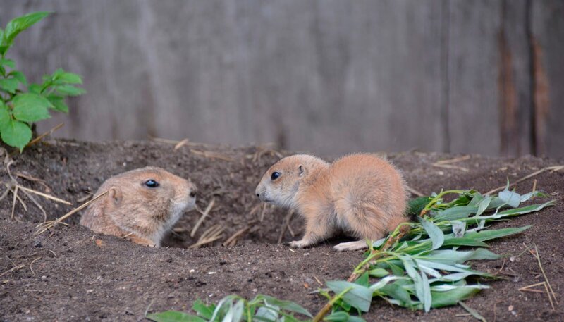 Nachwuchs bei den Präriehunden im Jaderpark. – Bild: Radio Bremen/​Volkmar Struessmann