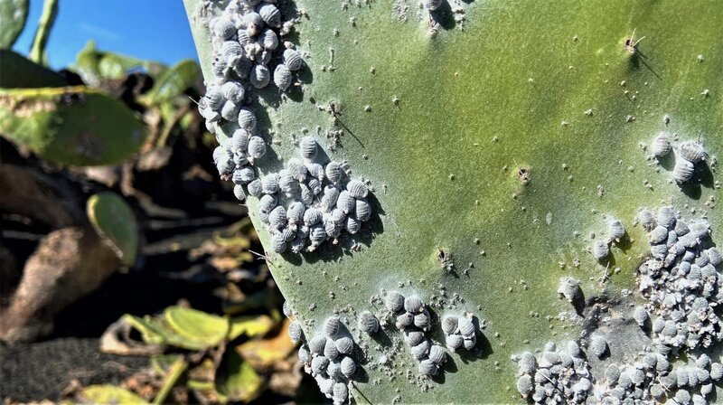 Im heimischen Garten greifen viele schnell zur Chemie-Keule, doch auf Lanzarote sind sie gerne gesehen: Die Cochinillas, zu Deutsch Schildläuse, ernähren sich vom rötlichen Saft der Kaktusfeige. Aus den getrockneten Insekten wird der rote Naturfarbstoff Karmin gewonnen. – Bild: NDR/​nonfictionplanet/​Steffen Schneider