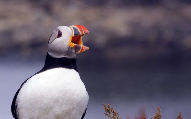 Papageitaucher verbringen nur die Brutzeit auf der Insel. – Bild: Andy Moorwood