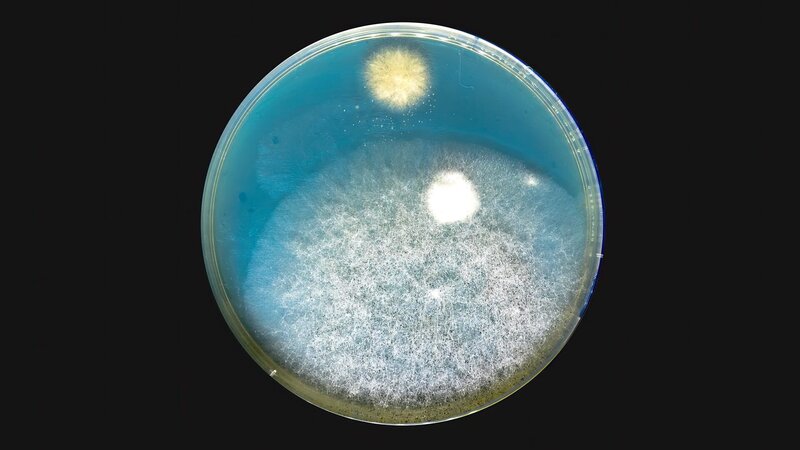 Kleinste Mikroben spielen in der Natur und der Geschichte der Menschen eine riesige Rolle. – Bild: Pond5