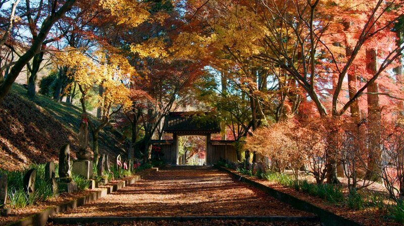 Beim Herbstspaziergang durch die leuchtenden Wälder erinnern sich die Japaner an die Vergänglichkeit und verabschieden sich von der warmen Jahreszeit und deren Freuden. – Bild: phoenix/​ZDF