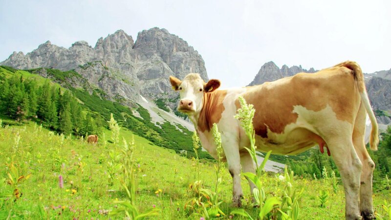 Kuh am Wilden Kaiser. – Bild: Bergblick