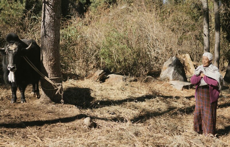 Großmutter Dema betet für die Rettung des Yaks. – Bild: NDR/​Sonam Rinzi