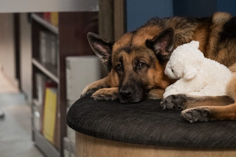 Rex (DIESEL VOM BURGIMWALD) – Bild: Photo Credit: Derm Carberry /​ DERMOT CARBERRY 2021