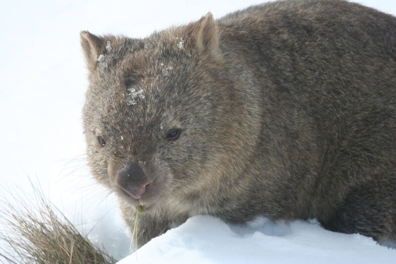 Wombats können extreme Hitze und eisige Kälte ertragen. – Bild: Angelika Sigl