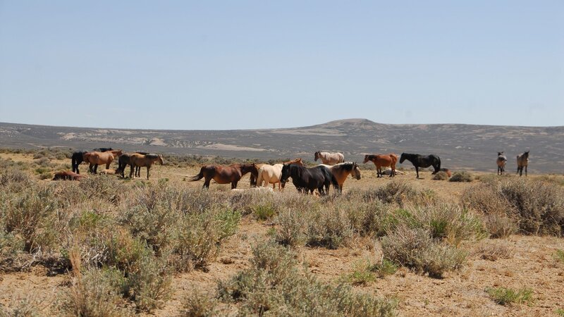 Mustangs in the wild – Bild: Bergblick
