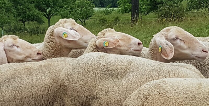 In Bayern gibt es noch 45 Schafrassen. Das Merinolandschaf ist hierzulande das häufigste. – Bild: Iris Rietdorf /​ BR
