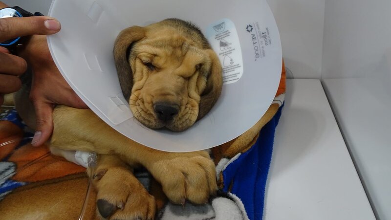 Copper is brought in by his owner since she she was reversing out her driveway and hit him by accident – Bild: Discovery Communications