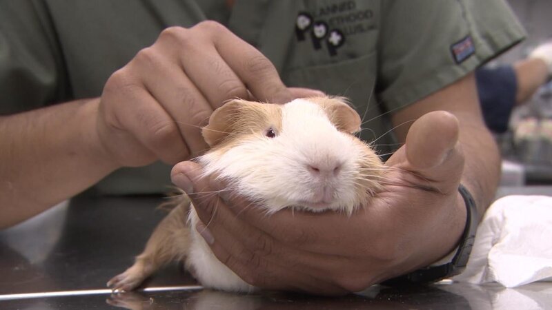 Pink Fluffy Unicorn is a Guinea Pig that is brought in by a school to get spayed. – Bild: Discovery Communications