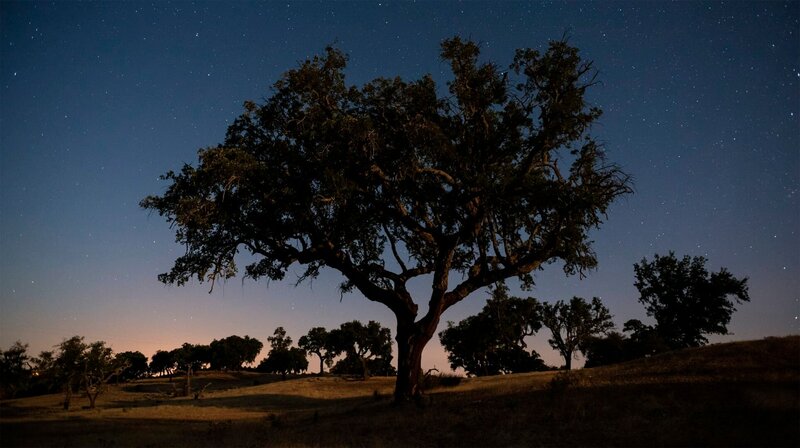 Korkeiche im Mondlicht – Bild: phoenix/​ZDF/​TATU FILMS & BAMBOO STUDIOS