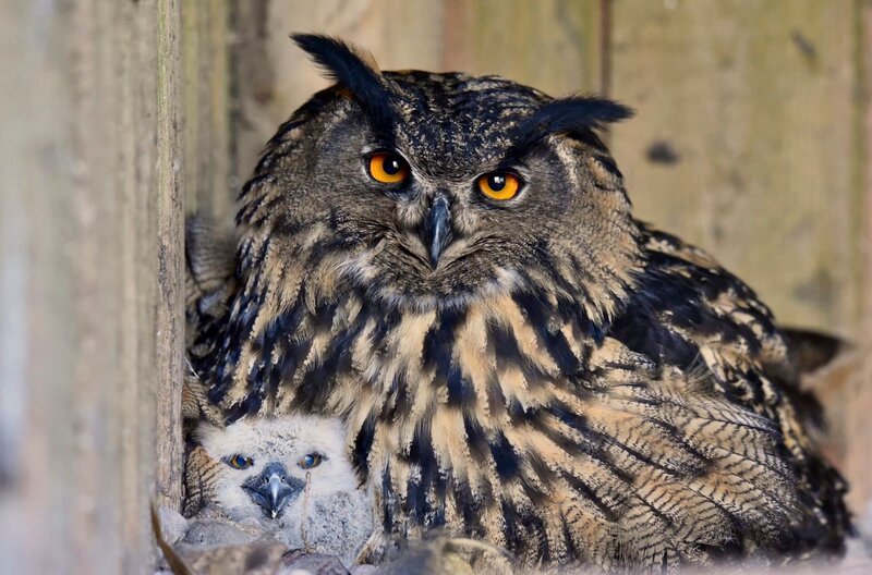 Uhu Paula mit Findlingseule – Bild: MDR/​Lisa Schubach