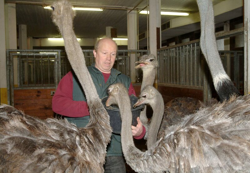 Gedränge am Futtereimer: Udo Wenker, zuständig für die Tiere aus Afrika, füttert die Straußenvögel. – Bild: BR/​WDR/​Melanie Grande