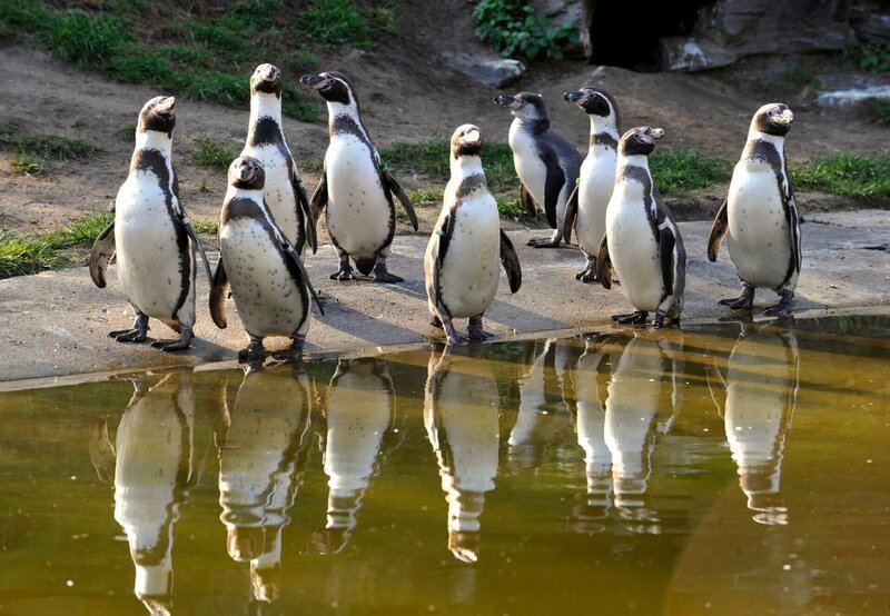 Heute gehen die Frackträger unter die Dusche. Körperpflege gilt auch für die 27 Humboldpinguine im Tierpark Berlin. – Bild: rbb/​Thomas Ernst