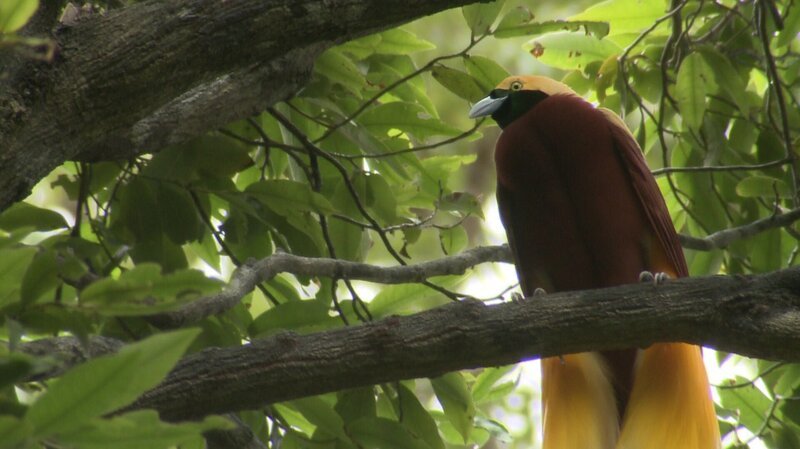 Kaum ein Zoo oder Vogelpark beherrscht die Haltung der auffälligsten Kreaturen der Vogelwelt – den Paradiesvögeln. Wer sie mit eigenen Augen sehen will, dem bleibt nur der unzugängliche Urwald Neu Guineas – oder aber, wie hier im Bild, der „Jurong BirdPark“ mitten in Singapur. – Bild: BR/​Eberhard Meyer