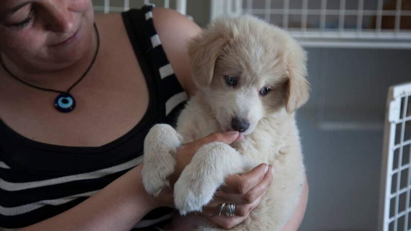 Dr Jeff and a small team head to Romania to help animals in need. – Bild: Discovery Communications