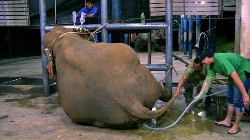 Das Elefantenkrankenhaus – Bild: RTL /​ © Maverick TV & all3media international