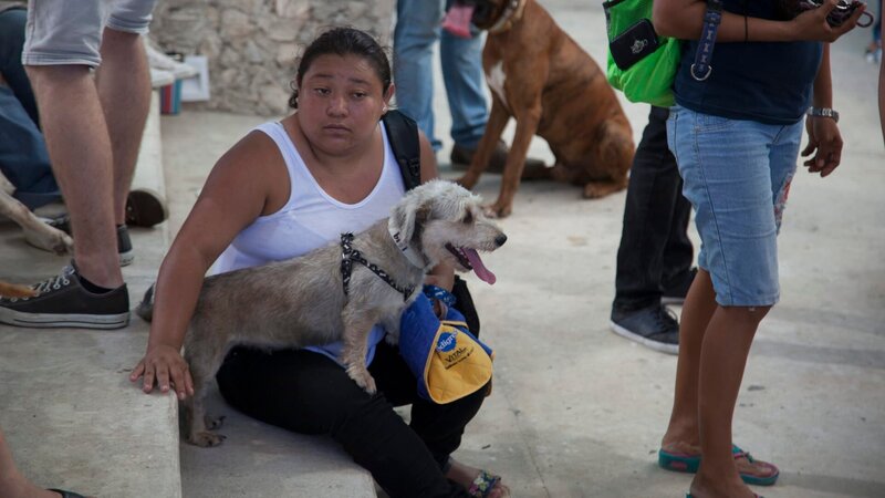 Dr Jeff and a small team go to various locations in Mexico to help animals, and do spay and neuter clinics. – Bild: Discovery Communications