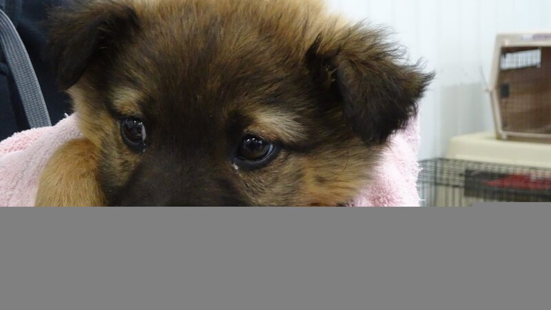 Dr. Jeff and a small team go to Rosebud to help the less fortunate by spaying and neutering their dogs. – Bild: Discovery Communications