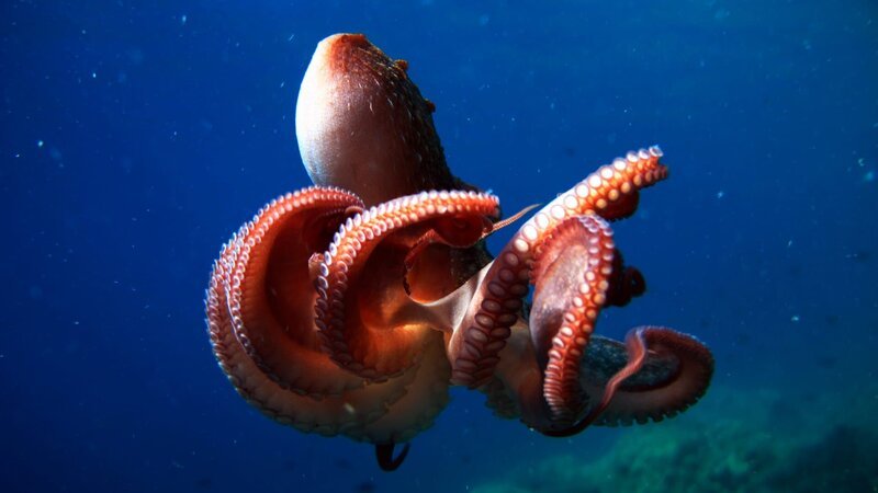 Octopus. – Bild: Getty Images /​ YUSUF KAYAOĞLU