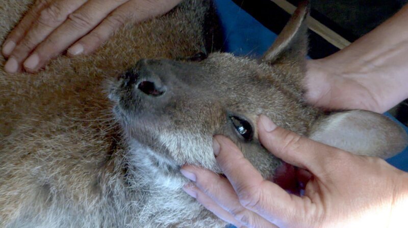 Das Bennett-Känguru Mia kann mit einer Augen-OP gerettet werden. – Bild: NDR/​Doclights GmbH 2019