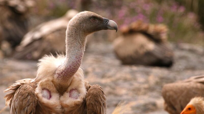 Bild eines Gänsegeiers, Portugal. – Bild: phoenix/​ZDF/​TATU FILMS & BAMBOO STUDIOS