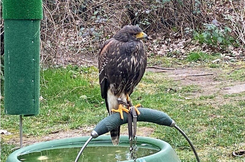 Karlsruher Stadtjägerin – das Wüstenbussard-Weibchen Alsie ist abgerichtet für die Jagd nach Wildkaninchen. – Bild: SWR /​ ZDF