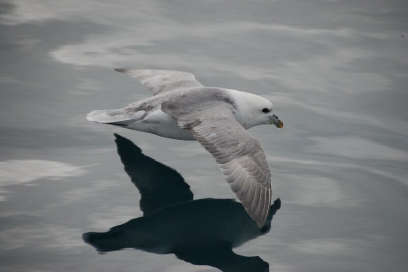 Möve – Bild: RTL /​ (c) c-o Plimsoll Productions /​ Küsten