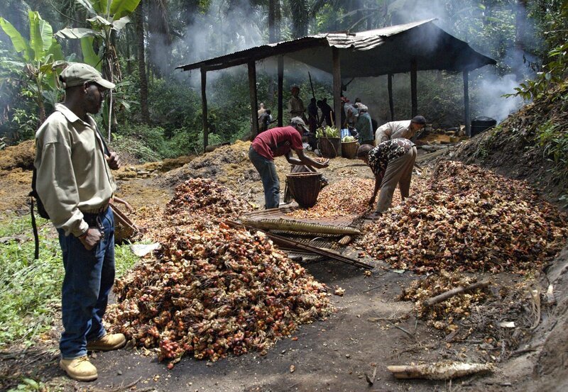 Palmölherstellung in Kamerun. Auf seiner Suche nach den letzten Cross-River-Gorillas trifft Bama auf Palmölplantagen. Der Anbau der Ölpalmen vernichtet den Lebensraum der großen Menschenaffen. – Bild: NDR/​NDR/​NDR Naturfilm/​Hans-Peter Kuttler