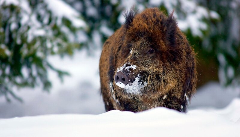 Für die heimische Tierwelt ist der Winter keine leichte Zeit bei der Suche nach Nahrung. – Wildschwein – Bild: WDR/​Steffen Sailer