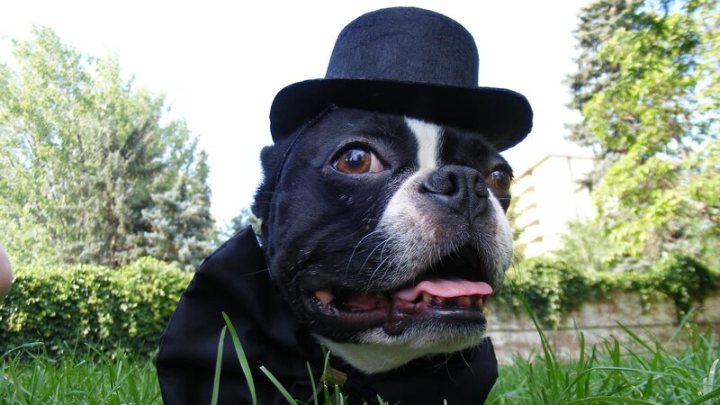 John Doe was brought in by Georgie from Life is Better to get his leg checked and put up for adoption. – Bild: Discovery Communications