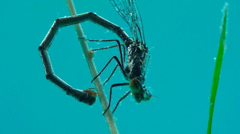 Libellenweibchen der „Gemeinen Bachjungfer“ bohren unter Wasser Pflanzenhalme an, um dort ihre Eier zu befestigen. Bachjungfern tauchen dafür bis zu 90 Minuten. – Bild: BR/​SWR