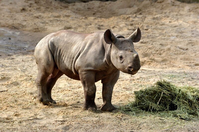 Der sieben Wochen alte Spitzmaulnashornbulle Kigoma ist Maburis erstes Kind und ihr ganzer Stolz. – Bild: rbb/​Thomas Ernst