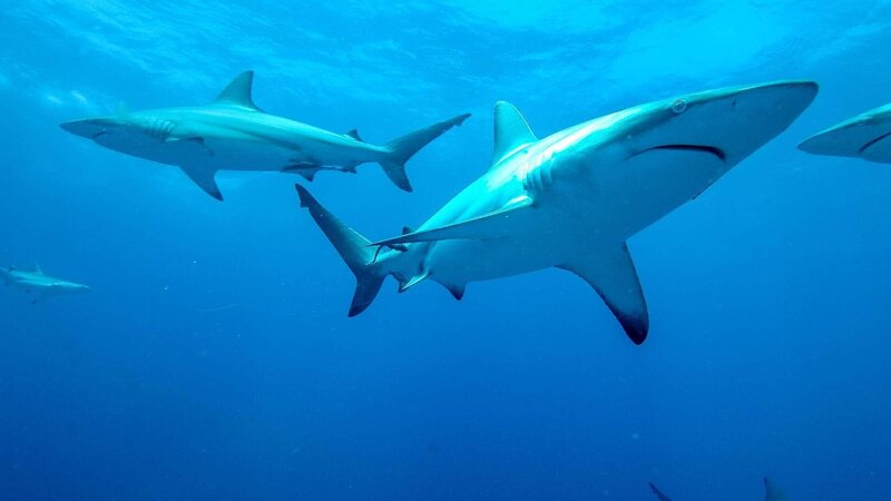 Schwarzspitzenhai – Bild: TVNOW /​ Lion Mountain Media /​ Peter Lamberti
