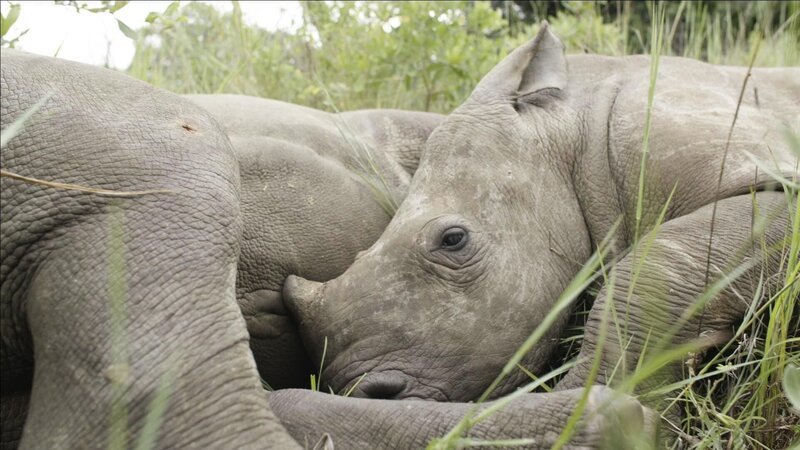 Nandi und Thula im Nashorn Waisenhaus. – Bild: RTL /​ Homebrew Films