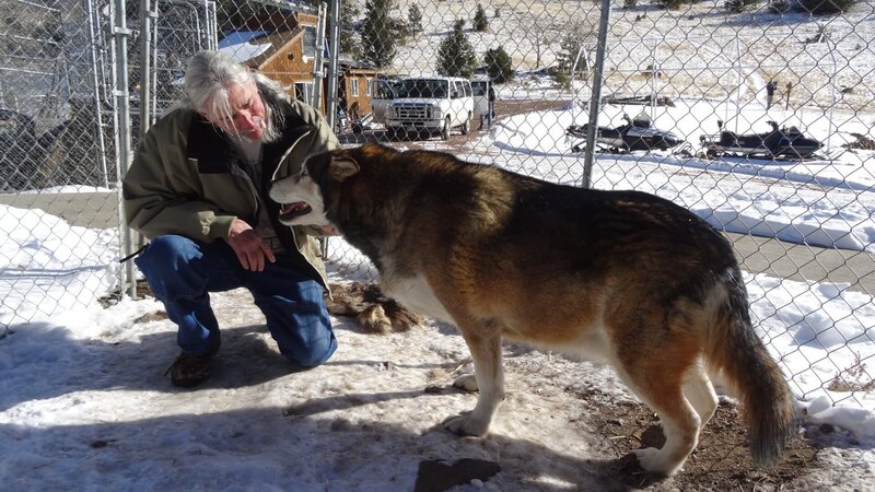 Steven is with a wolf or wolf dog at the Rocky Mountain Wildlife Foundation. – Bild: Animal Planet /​ Discovery Communications