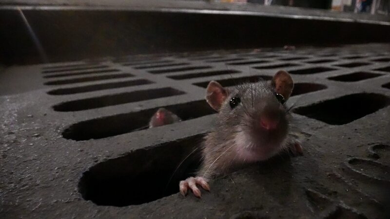Städtische Abwasserkanäle sind die Tore zur Nahrung für Ratten. – Bild: Honorarfrei – nur für diese Sendung inkl. SocialMedia bei Nennung ZDF und Jeff Morales.