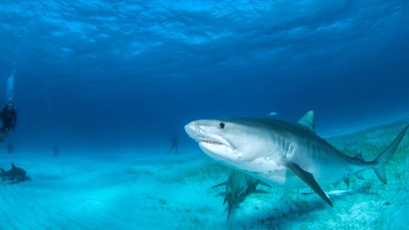 Cuddly Shark. – Bild: Divepic /​ Getty Images/​iStockphoto