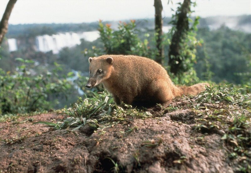Nur selten trifft man auf einzelne Nasenbären. Die geselligen Tiere sind geschaffen für ein Leben in der Bande. – Bild: NDR/​M. Sutor